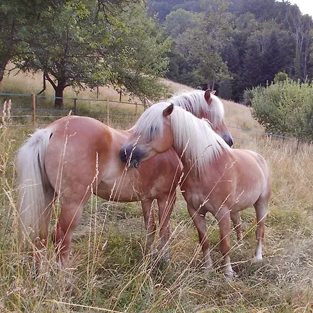 Apartman Le Des Chevaliers